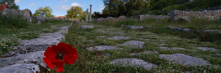 Alba Fucens Pillars' Road and poppy